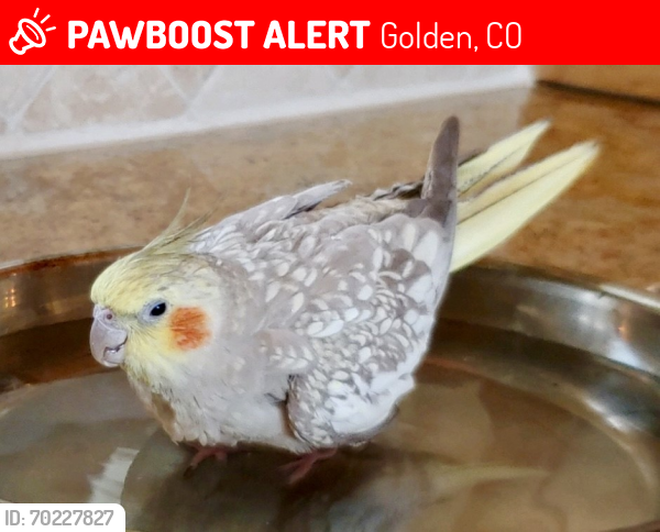Lost Female Bird last seen White Ranch Park Trailhead (Hwy 56 & Pine Ridge Rd) Golden, CO 80403, Golden, CO 80403
