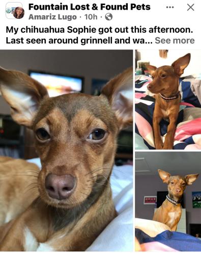 Lost Female Dog last seen Bradly rd Grinell Wageman area , Colorado Springs, CO 80925