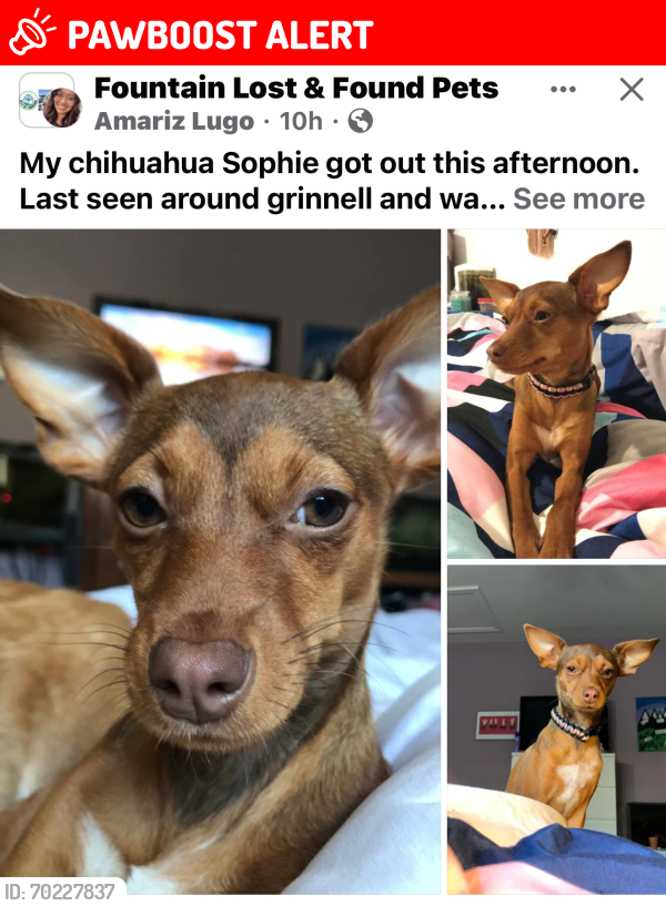 Lost Female Dog last seen Bradly rd Grinell Wageman area , Colorado Springs, CO 80925