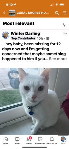 Lost Male Cat last seen Cortez Road, Bradenton, FL 34210