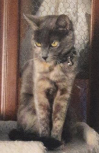 Lost Female Cat last seen Wilmot & I-10, Tucson, AZ 85756