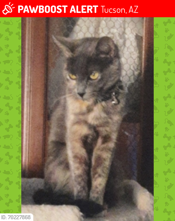 Lost Female Cat last seen Wilmot & I-10, Tucson, AZ 85756