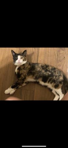 Lost Female Cat last seen 127th st w, Apple Valley, MN 55124