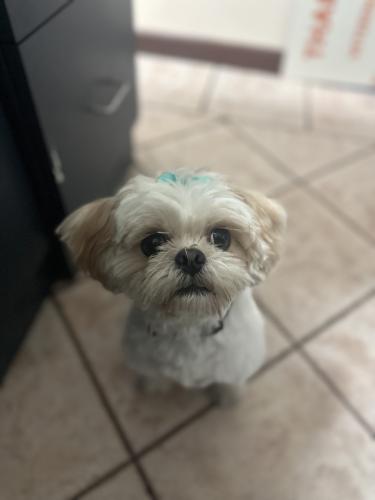 Lost Male Dog last seen 57th ave, Coral Gables, FL 33146