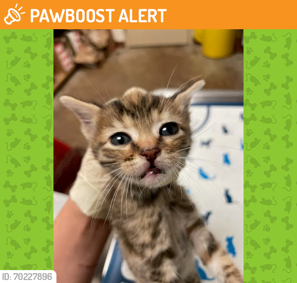 Shelter Stray Female Cat last seen PEPPERTREE PARKWAY AND STASSNEY LANE, Austin, TX 78702