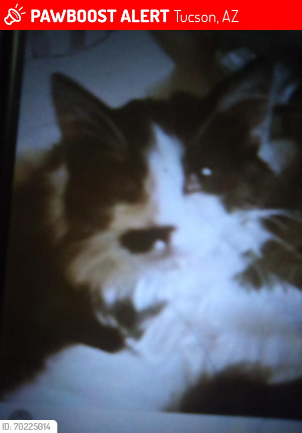 Lost Unknown Cat last seen 36th and Country club , Tucson, AZ 85713