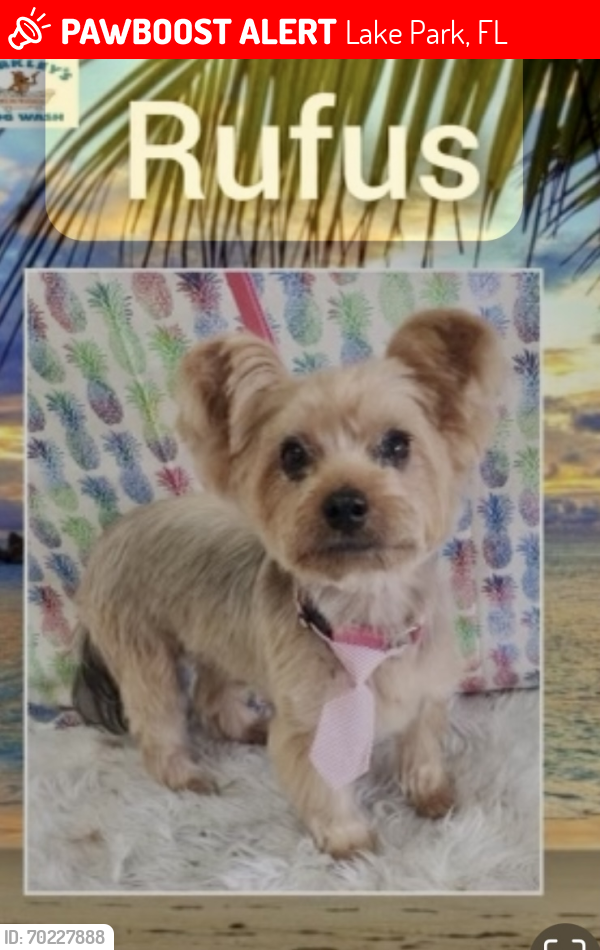 Lost Male Dog last seen 2nd and Park Ave , Lake Park, FL 33403