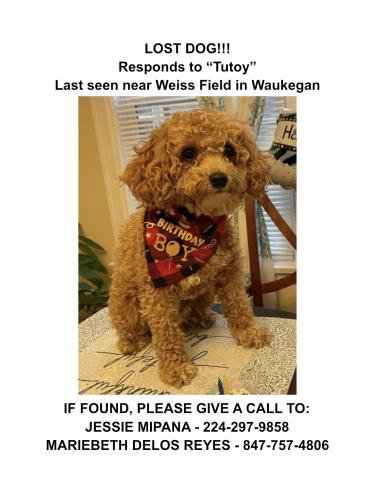 Lost Male Dog last seen Weiss Field, Waukegan, IL 60085