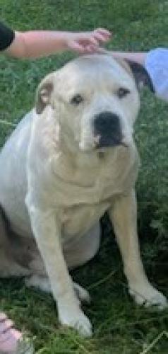 Lost Male Dog last seen George ritchie, White Oak, TX 75693
