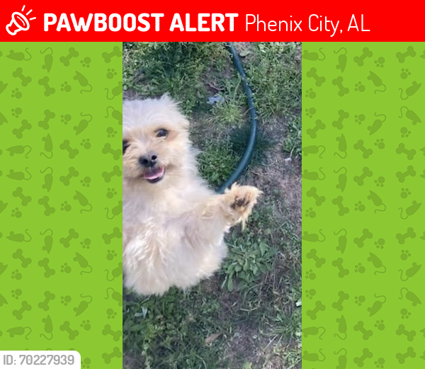 Lost Male Dog last seen Summerville Rd, Phenix City, AL, Phenix City, AL 36867