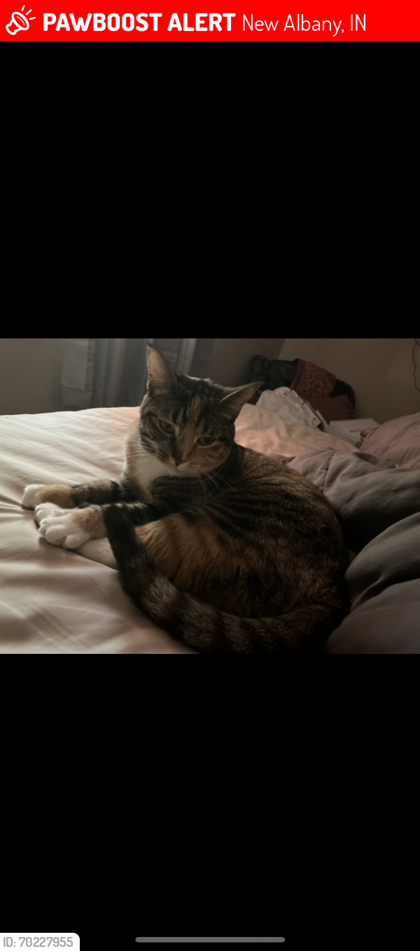 Lost Female Cat last seen Community park new Albany , New Albany, IN 47150