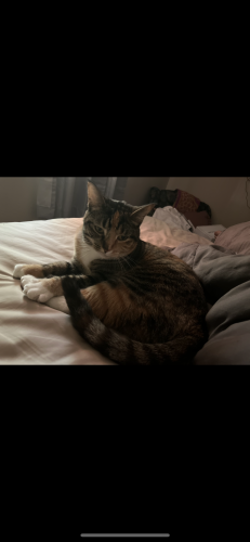 Lost Female Cat last seen Community park new Albany , New Albany, IN 47150