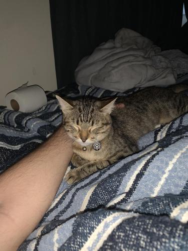 Lost Female Cat last seen Highland street, Boise, ID 83706