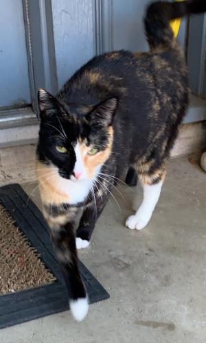 Lost Female Cat last seen Wimbledon ests , Harris County, TX 77379