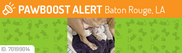 Shelter Stray Unknown Dog last seen Born in care, 70820, , Baton Rouge, LA 70820