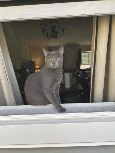 Lost Male Cat last seen Lakota Lake apmts , West Chester Township, OH 45069