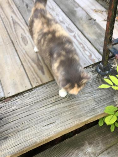 Lost Female Cat last seen Glenview and Eastview, Lookout Mountain, TN 37350