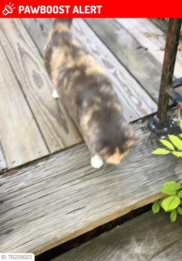 Lost Female Cat last seen Glenview and Eastview, Lookout Mountain, TN 37350