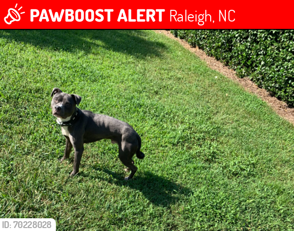 Lost Male Dog last seen Horseback lane, Raleigh, NC 27610