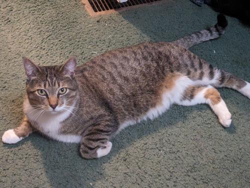 Lost Male Cat last seen Division St. And E. 7th street, Arcadia, OK 73007