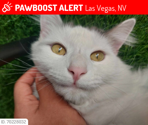 Lost Female Cat last seen Riverbend apartments, Las Vegas, NV 89119