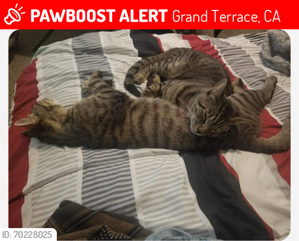 Lost Male Cat last seen Pascal and DeBerry  near the apmts , Grand Terrace, CA 92313