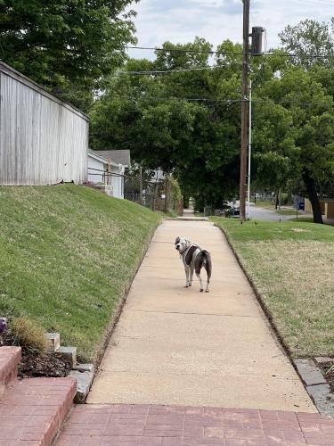 Found/Stray Female Dog last seen 17th and Rockford , Tulsa, OK 74120