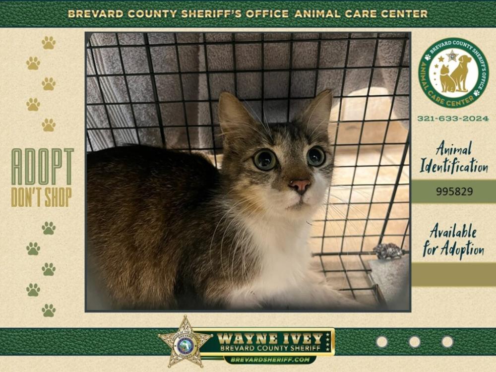 Shelter Stray Female Cat last seen Near Sidco Road, COCOA, FL, 32926, Melbourne, FL 32934