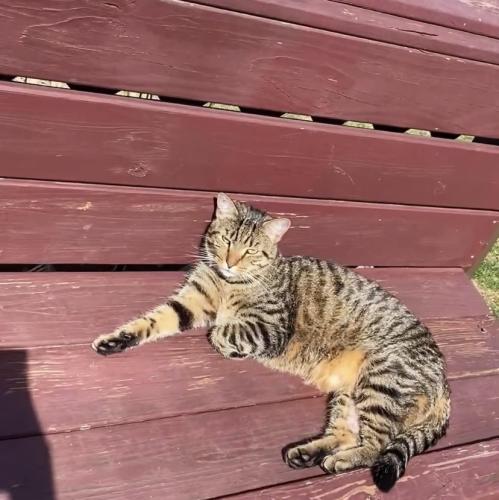 Lost Male Cat last seen Washington school area , West Haven, CT 06516