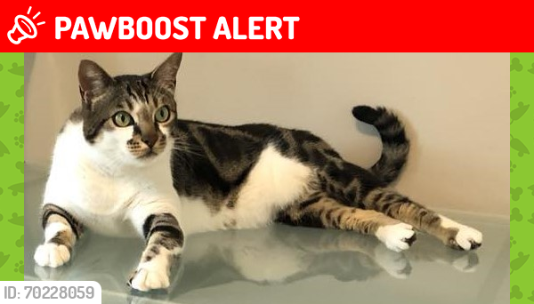Lost Male Cat last seen Sashabaw and Maybee, Village of Clarkston, MI 48346