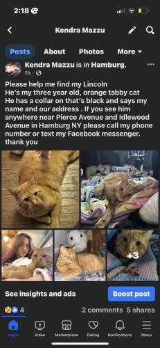 Lost Male Cat last seen Near , Hamburg, NY 14075