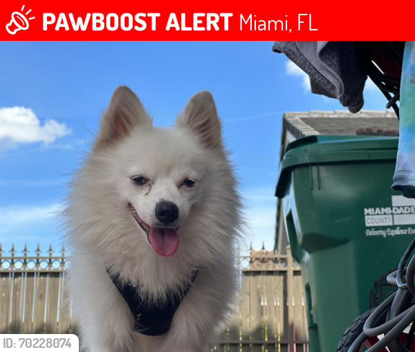 Lost Male Dog last seen SW 56th St, Miami, FL 33183