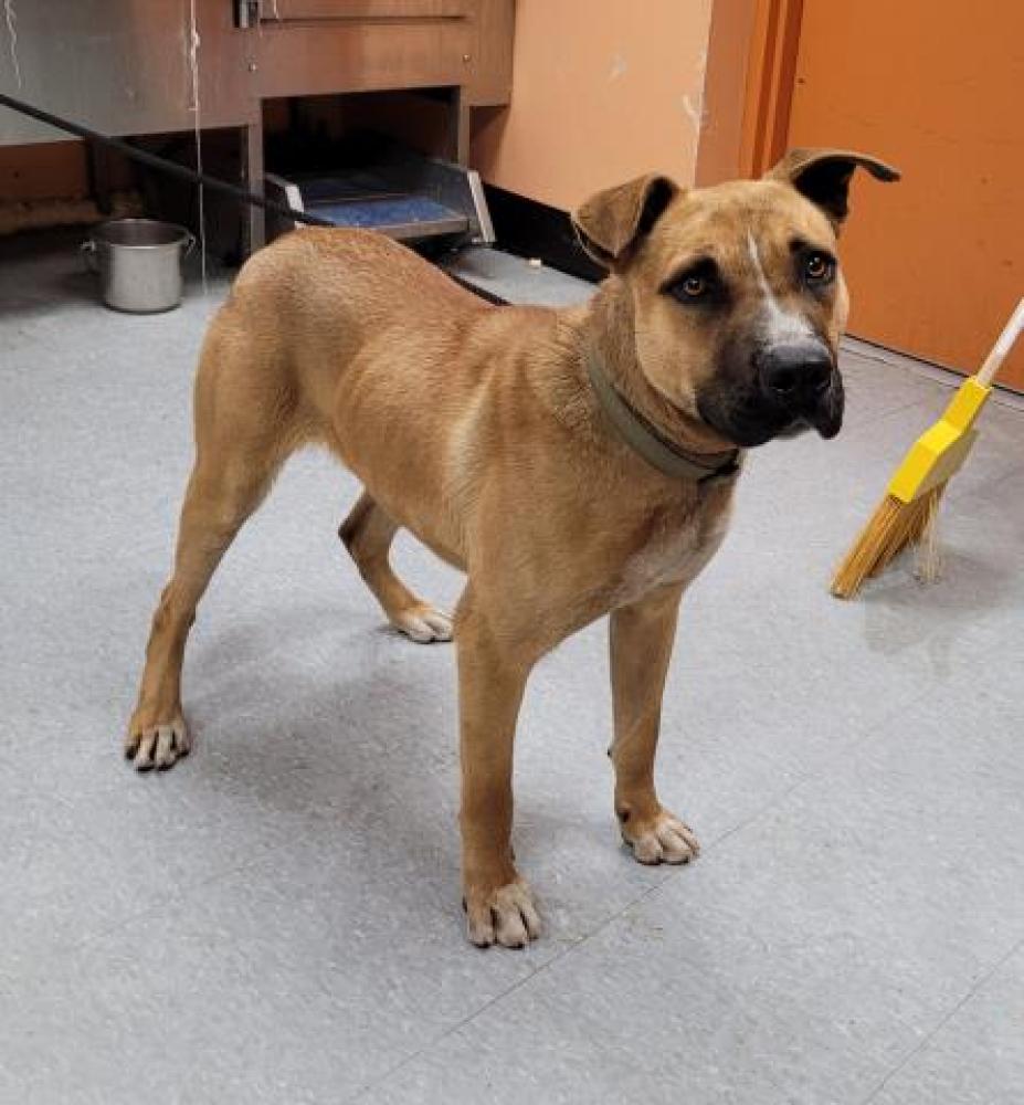 Shelter Stray Male Dog last seen Near BLOCK LUMPKIN, DETROIT, MI 48234, Detroit, MI 48211