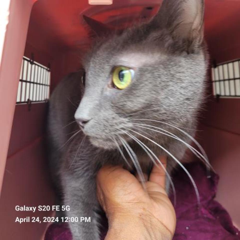 Shelter Stray Male Cat last seen Near BLOCK RIVERFRONT DR, DETROIT, MI, Detroit, MI 48211
