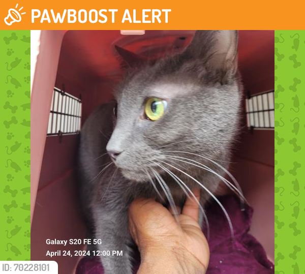 Shelter Stray Male Cat last seen Near BLOCK RIVERFRONT DR, DETROIT, MI 48226, Detroit, MI 48211
