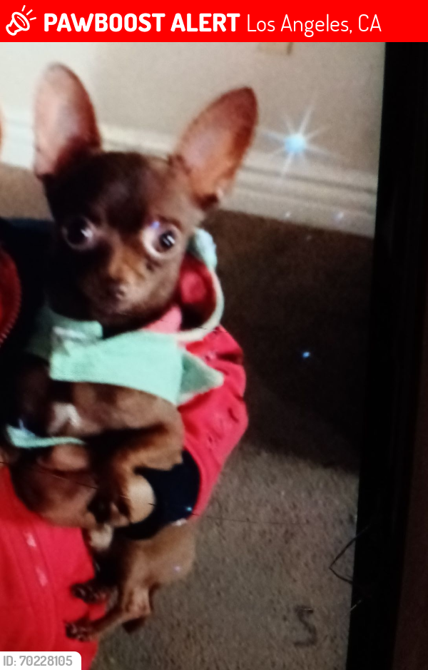 Lost Male Dog last seen Broadway and Main, Los Angeles, CA 90003
