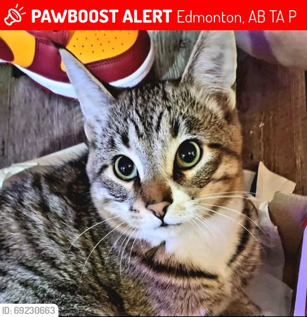 Lost Male Cat last seen Near HYNDMAN RD NW EDMONTON AB T5A 0X8, Edmonton, AB T5A 0P8
