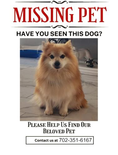 Lost Male Dog last seen Near portola vista ave las vegas nevada 89139, Las Vegas, NV 89139
