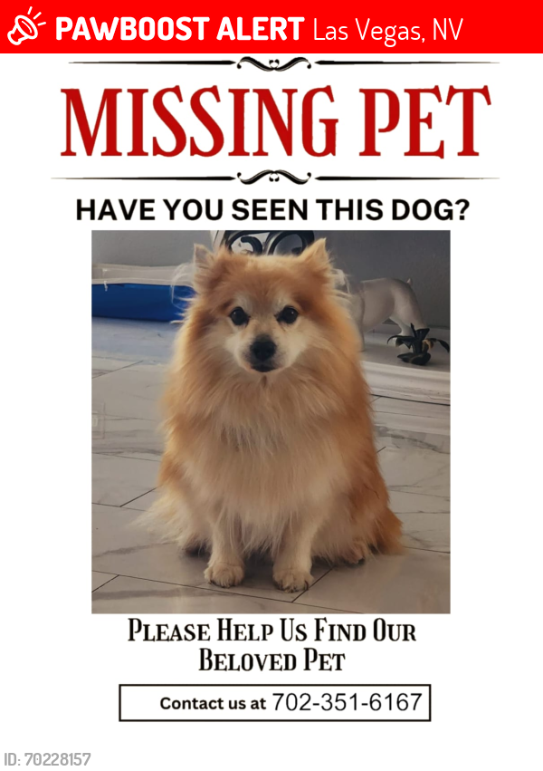 Lost Male Dog last seen Near portola vista ave las vegas nevada 89139, Las Vegas, NV 89139