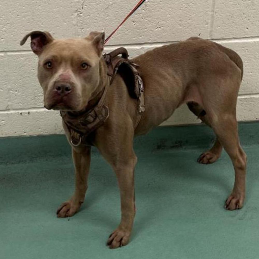 Shelter Stray Female Dog last seen , Memphis, TN 38133