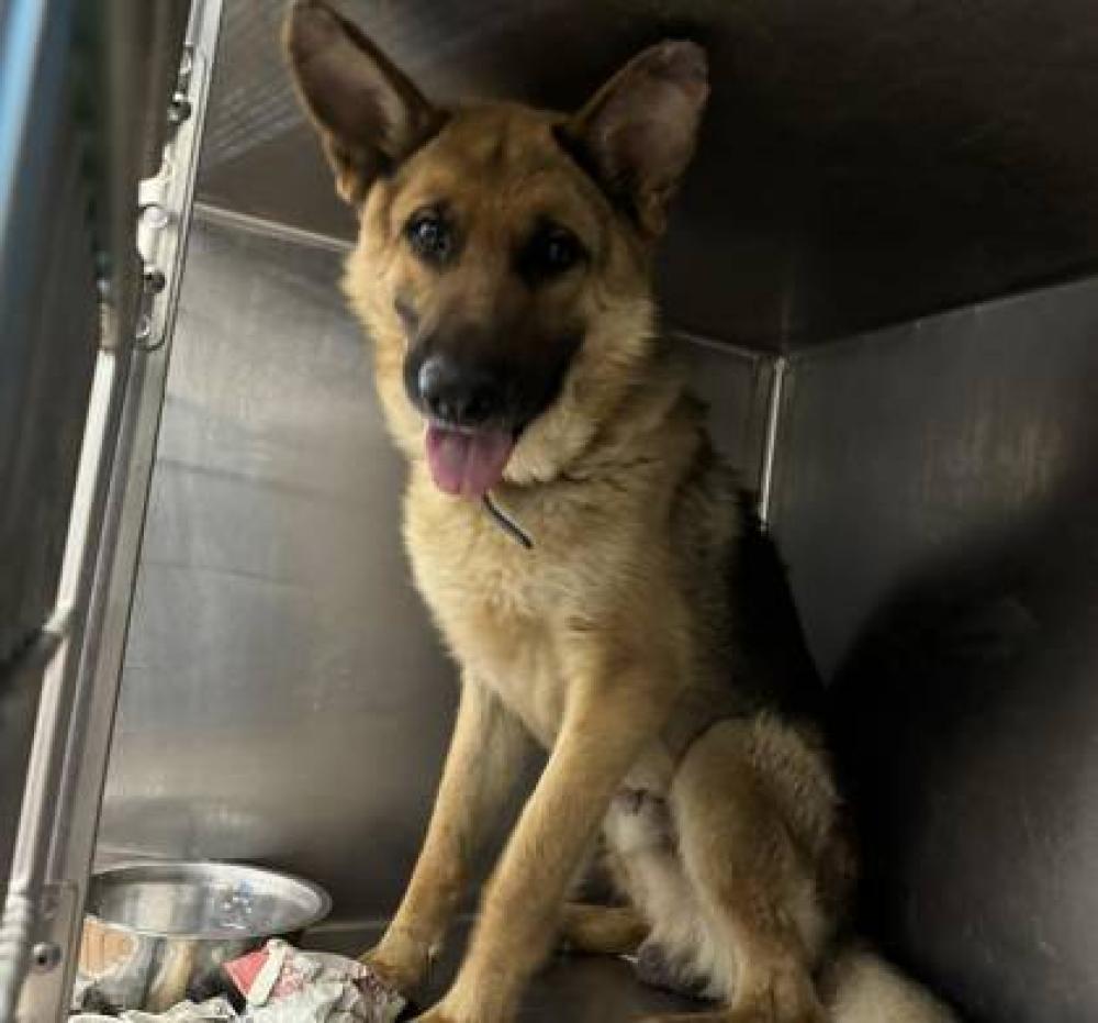 Shelter Stray Male Dog last seen Near O'NEAL LN, 70816, LA, Baton Rouge, LA 70820