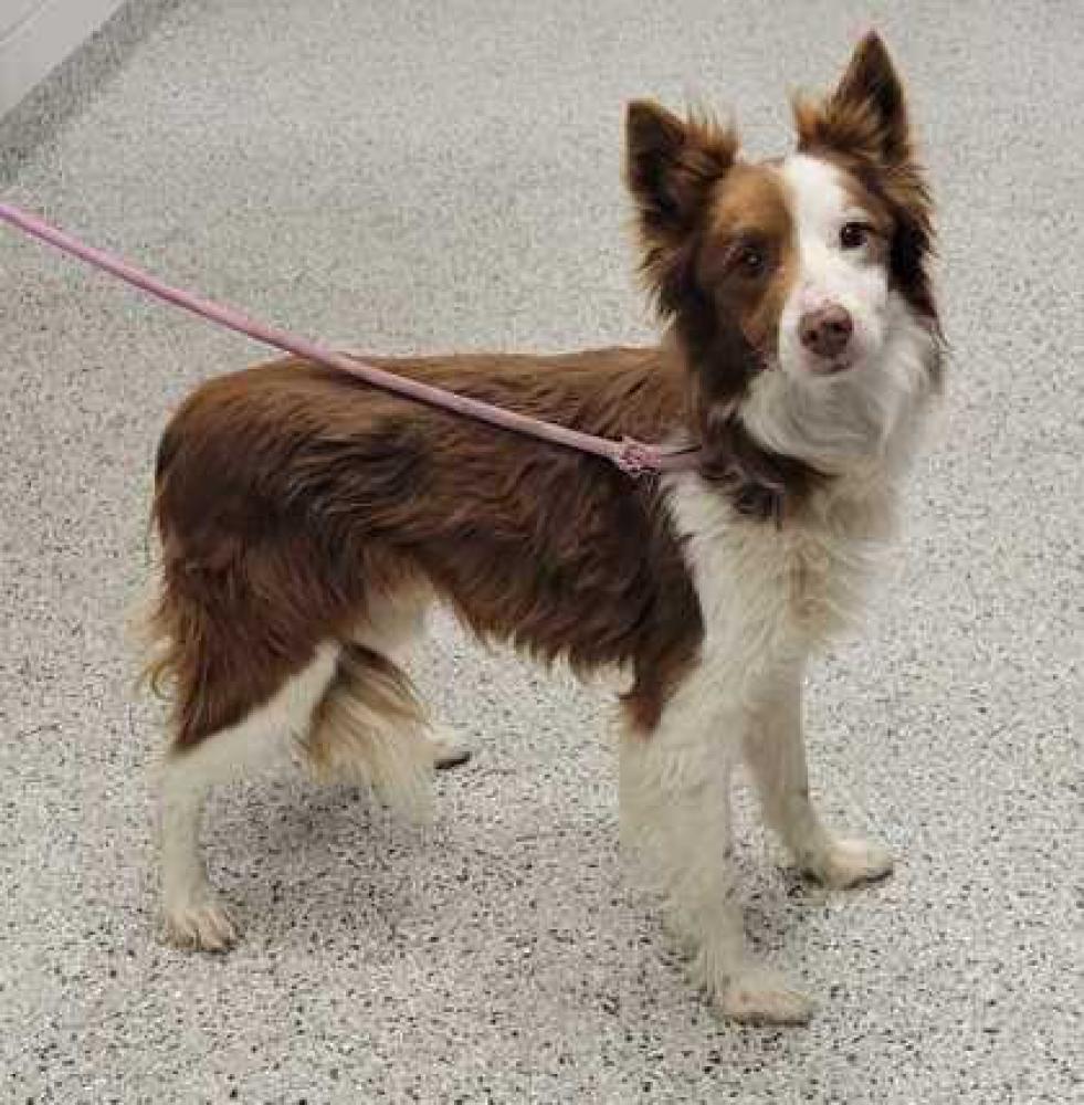 Shelter Stray Male Dog last seen Morrell Avenue and Indiana Avenue, 64123, MO, Kansas City, MO 64132