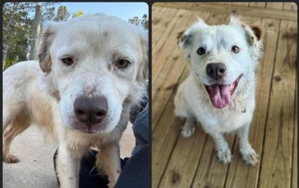 Shelter Stray Female Dog last seen Bremen, GA , Carrollton, GA 30117