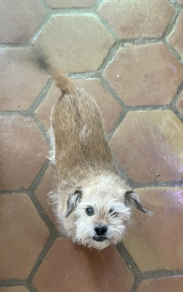 Shelter Stray Male Dog last seen El Paso, TX 79932, Fort Bliss, TX 79906