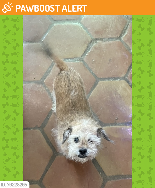 Shelter Stray Male Dog last seen El Paso, TX 79932, Fort Bliss, TX 79906