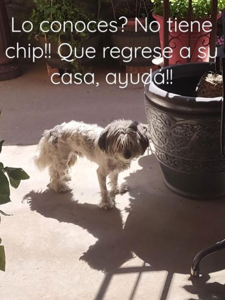 Shelter Stray Male Dog last seen Near Goya Ct, CITY of El Paso, TX, Fort Bliss, TX 79906