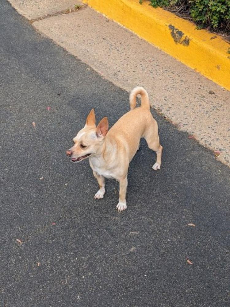 Shelter Stray Male Dog last seen Reston, VA, 20190, Bentana Park, Fairfax County, VA, Fairfax, VA 22032