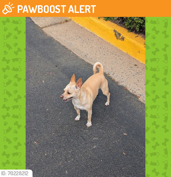 Shelter Stray Male Dog last seen Reston, VA, 20190, Bentana Park, Fairfax County, VA, Fairfax, VA 22032