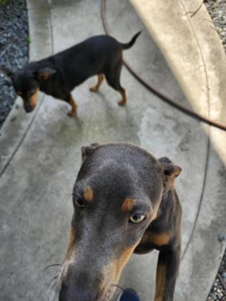 Shelter Stray Male Dog last seen Bullard & Figarden, Fresno Zone Fresno City A 93722, CA, Fresno, CA 93706