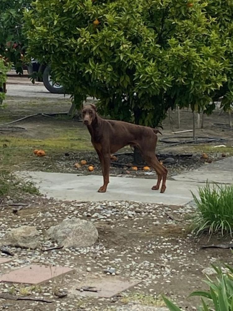 Shelter Stray Male Dog last seen Grantland & Jensen, Fresno Zone Fresno City E 93706, CA, Fresno, CA 93706